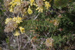 Petrophile serruriae