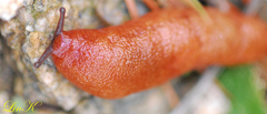 Meghimatium hongdoensis