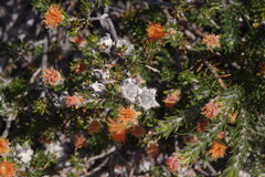 Melaleuca ectadioclada