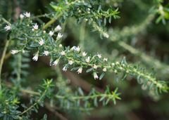 Olearia ramulosa