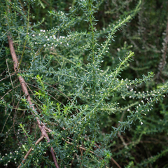 Olearia ramulosa