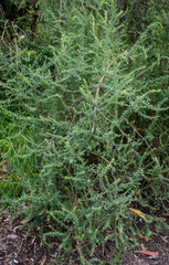 Olearia ramulosa