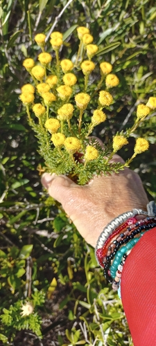 Chrysocoma cernua, photograph 3