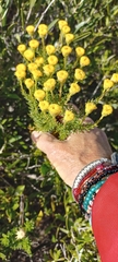 Chrysocoma cernua, photograph Adele SL, CC BY, iNaturalist via GBIF