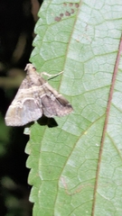 Bertula abjudicalis