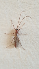 Ophion obscuratus