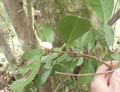 Elaeodendron croceum