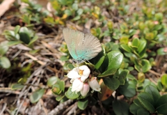 Callophrys rubi