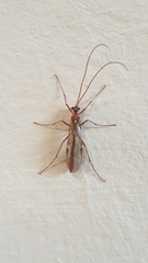 Ophion obscuratus