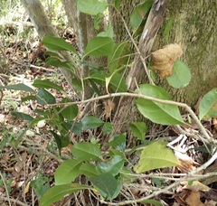 Elaeodendron croceum