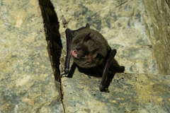 Myotis chinensis