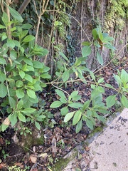 Iochroma gesnerioides