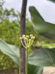 Echinodorus cordifolius