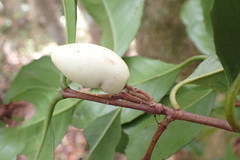Elaeodendron croceum