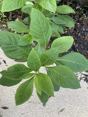 Iochroma gesnerioides