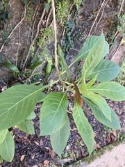 Iochroma gesnerioides