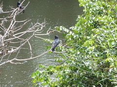 Chelidoptera tenebrosa