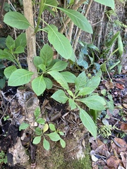 Iochroma gesnerioides