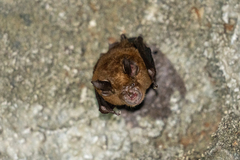 Rhinolophus sinicus