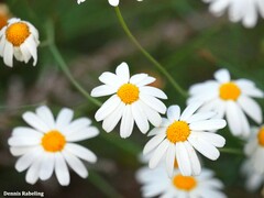 Argyranthemum gracile