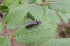Athous haemorrhoidalis
