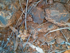 Anacampseros subnuda