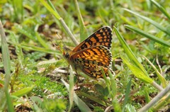 Melitaea cinxia