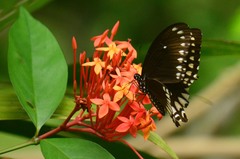 Papilio dravidarum