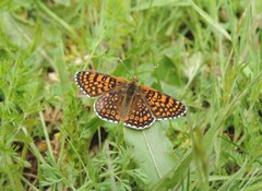 Melitaea cinxia