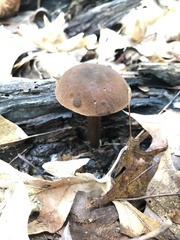 Boletellus chrysenteroides
