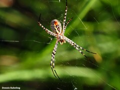 Argiope trifasciata