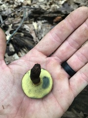 Boletellus chrysenteroides