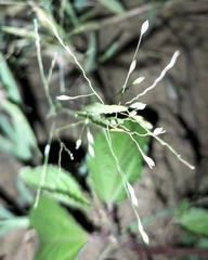 Eragrostis intermedia