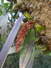 Bulbophyllum careyanum