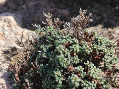 Limonium pseudominutum
