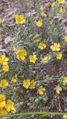 Hibbertia crinita