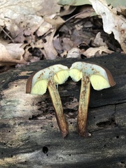 Boletellus chrysenteroides