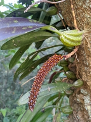 Bulbophyllum careyanum