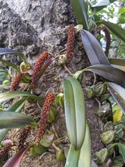 Bulbophyllum careyanum