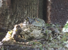 Pelophylax ridibundus