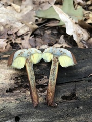 Boletellus chrysenteroides