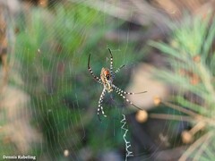 Argiope trifasciata