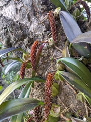 Bulbophyllum careyanum