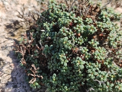 Limonium pseudominutum