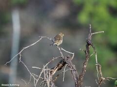 Serinus canaria