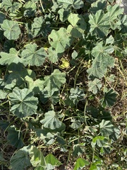 Malva sylvestris