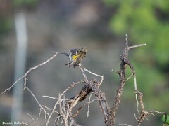 Serinus canaria