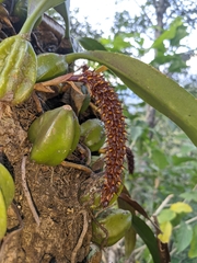 Bulbophyllum careyanum