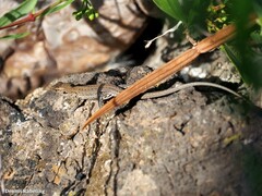 Gallotia galloti galloti