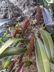 Bulbophyllum careyanum